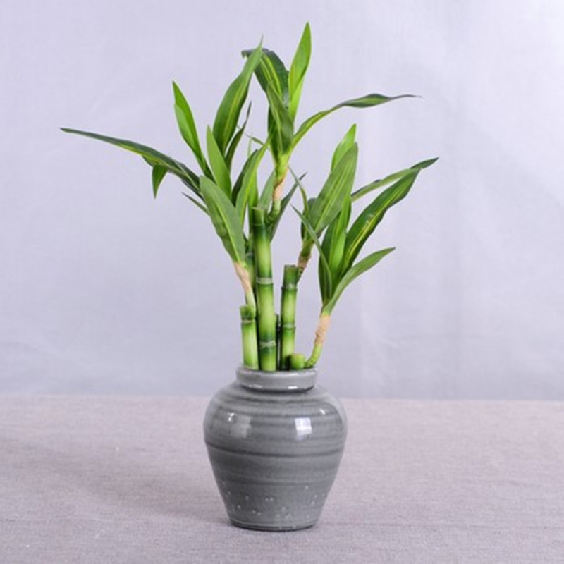 Nieuwe 40 cm rFtificial Lucky  - Aquarium Marine Plants recensie en prijs