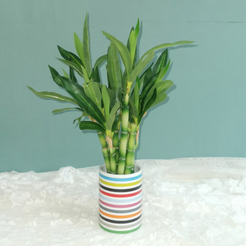 Nieuwe 40 cm rFtificial Lucky  - Aquarium Marine Plants recensie en prijs