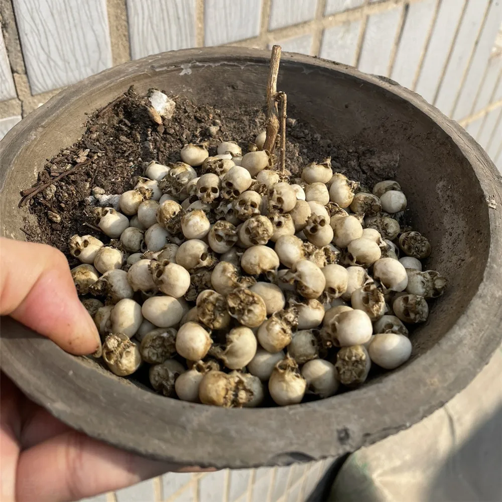 Mini Skull Hoge kwaliteit mini - Aquarium Marine Plants recensie en prijs