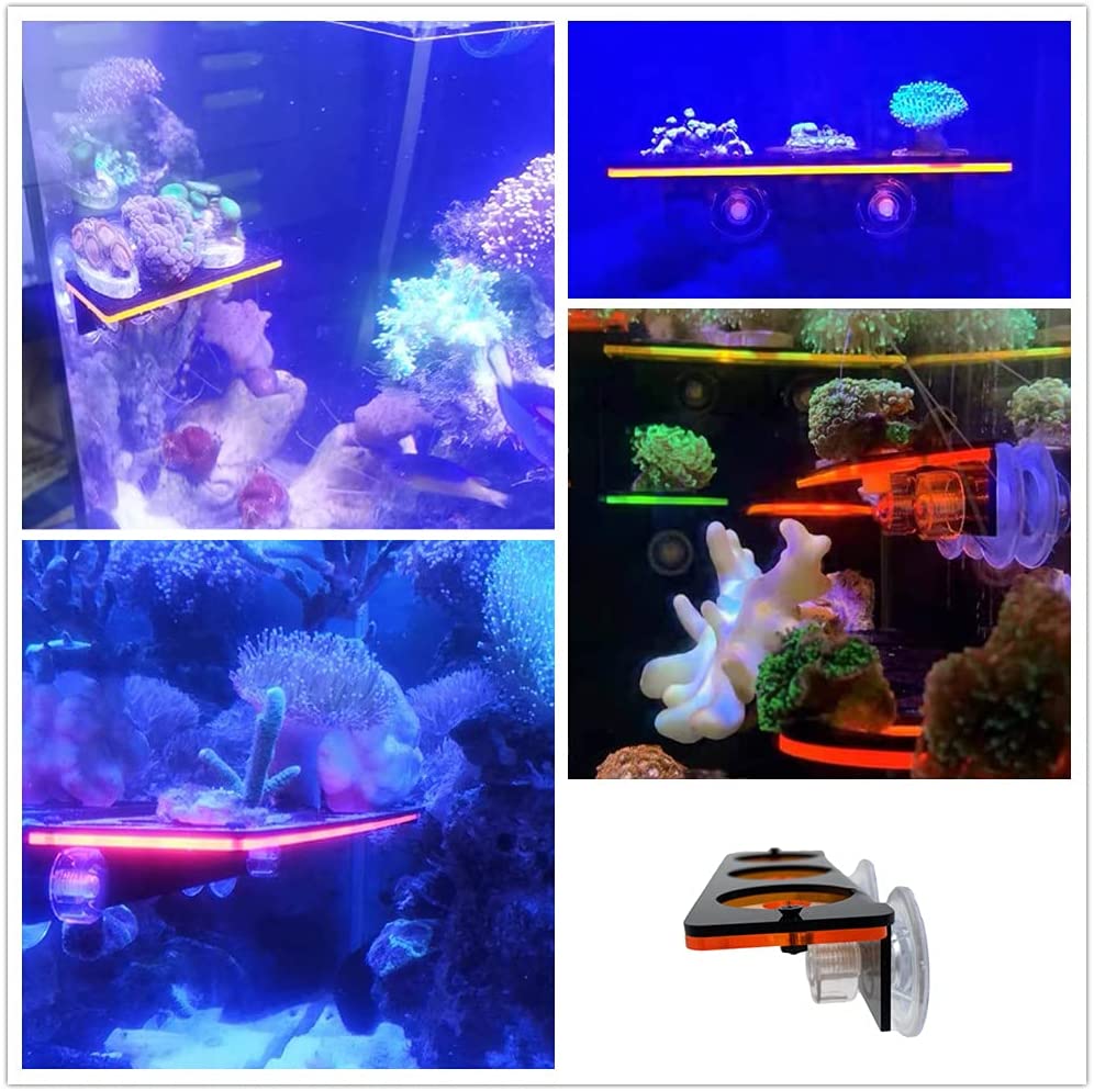 Fluorescerend Koraal Frag Plug - Marine Aquarium Design recensie en prijs